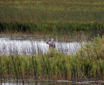 Great Blue Heron IMG_1138.jpg