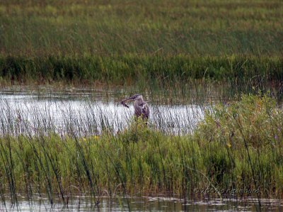 Great Blue Heron IMG_1141.jpg