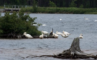 Trumpeter Swans IMG_1186.jpg