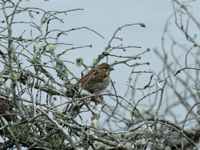 Lincoln Sparrow IMG_1389.jpg