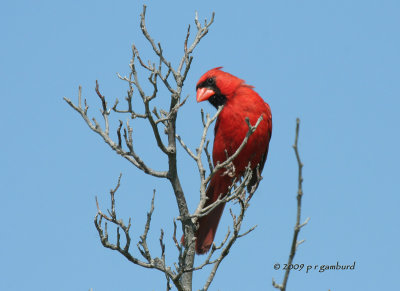 Cardinal IMG_2883.jpg