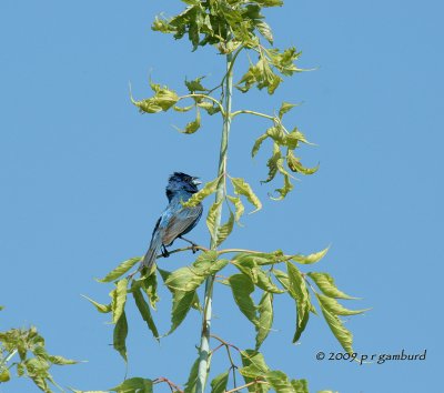 Indigo Bunting IMG_2893.jpg