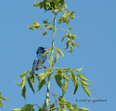 Indigo Bunting IMG_2896.jpg