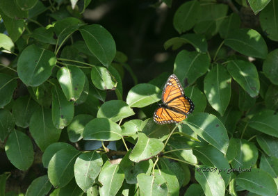 Viceroy IMG_2871.jpg