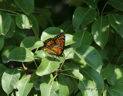 Viceroy IMG_2874.jpg