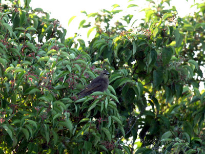 Juvenile European Starling IMG_2383.jpg