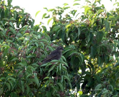 Juvenile European Starling IMG_2384.jpg