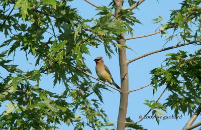 Cedar Waxwing IMG_2490.jpg
