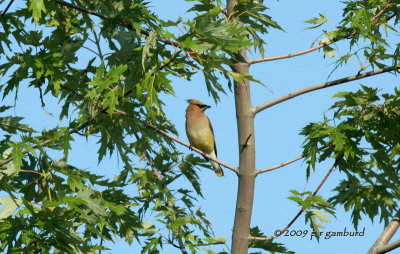 Cedar Waxwing IMG_2496.jpg