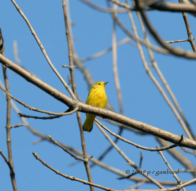 Yellow Warbler IMG_2446.jpg
