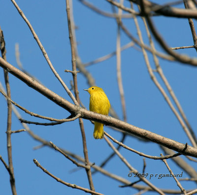 Yellow Warbler IMG_2454.jpg