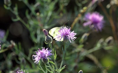 Cabbage White IMG_2548.jpg