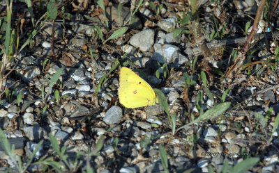 Common Sulfur IMG_2537.jpg