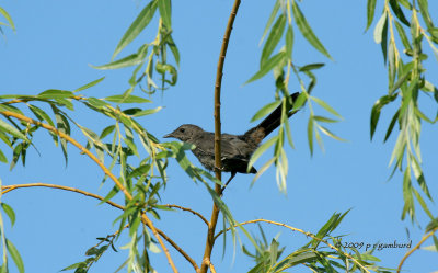 Gray Catbird IMG_2505.jpg
