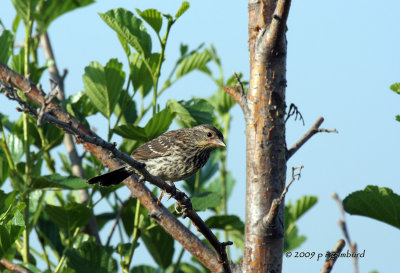 Female Red-winged Blackbird IMG_2529.jpg
