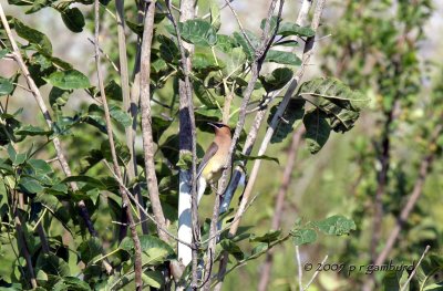 Cedar Waxwing IMG_2663.jpg