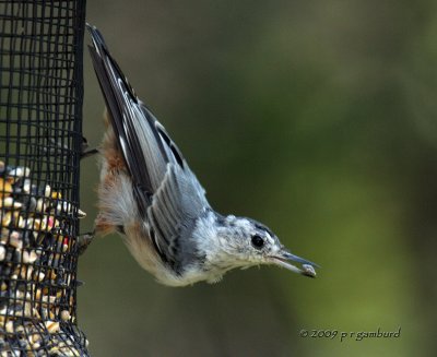 White-breasted Nuthatch IMG_3585.jpg