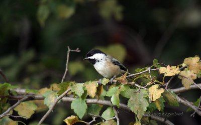Black-capped Chickadee IMG_4803.jpg