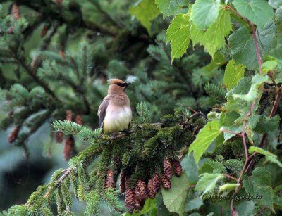 Cedar Waxwing IMG_5042.jpg