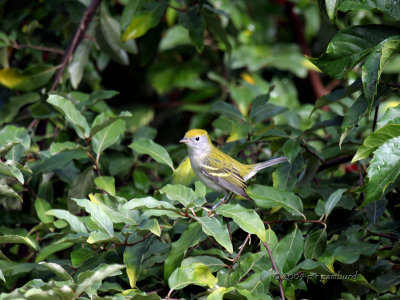 Chestnut-sided Warbler IMG_4953.jpg