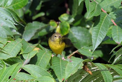 Common Yellow-throat IMG_4898.jpg