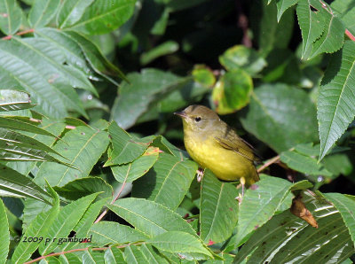 Common Yellow-throat IMG_4897a.jpg