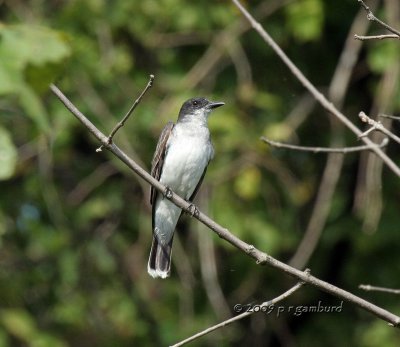 Eastern Kingbird IMG_5303.jpg