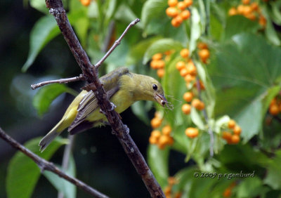 Female Scarlet Tanager IMG_5282a.jpg