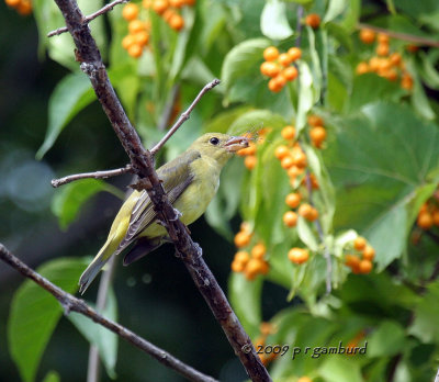 Female Scarlet Tanager IMG_5287.jpg