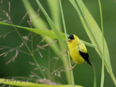 Goldfinch IMG_6004.jpg