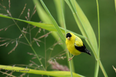 Goldfinch IMG_6006.jpg