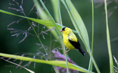 Goldfinch IMG_6012.jpg