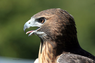 Red-tail Hawk female IMG_8050.jpg