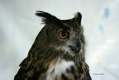 Eurasian Eagle Owl IMG_7955.jpg