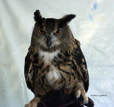 Eurasian Eagle Owl IMG_7957.jpg