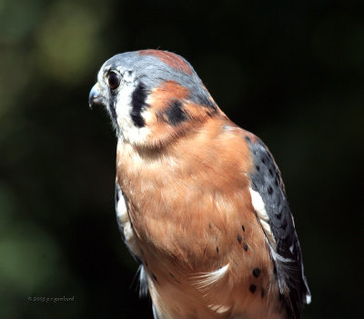 American Kestrel IMG_8043.jpg