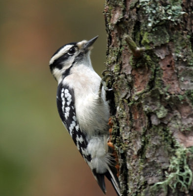 Downy Woodpecker IMG_8388.jpg