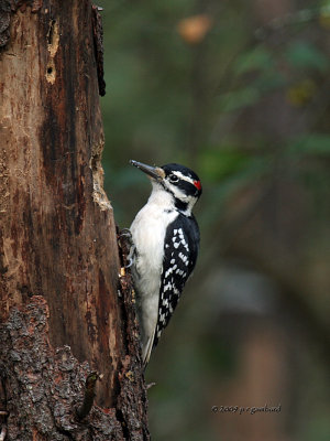 Hairy Woodpecker IMG_8370.jpg