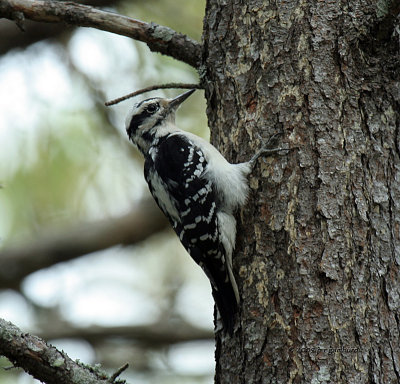 Hairy Woodpecker IMG_8641.jpg