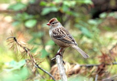 White-crowned Sparrow immature IMG_8256.jpg