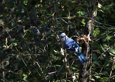 Blue Jays IMG_8747.jpg