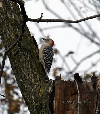 Red-bellied Woodpecker IMG_8686.jpg