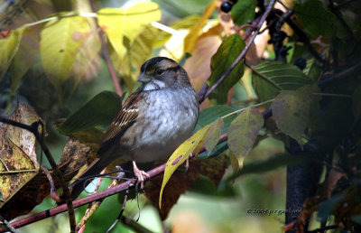 White-throat Sparrow IMG_8835.jpg