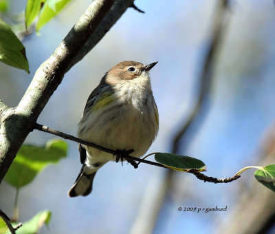 Yellow-rump Warbler IMG_8784.jpg