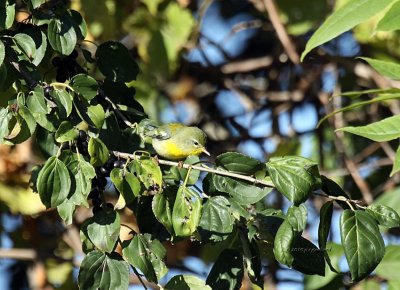 Blackpoll Warbler IMG_0047.jpg