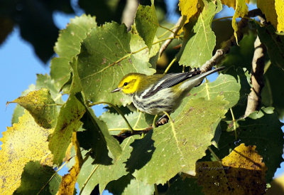 Black-throated Green Warbler IMG_0226.jpg