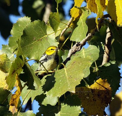 Black-throated Green Warbler IMG_0235.jpg