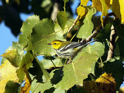 Black-throated Green Warbler IMG_0227.jpg