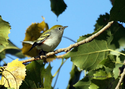 Chestnut-sided Warbler IMG_0290_edited-1.jpg