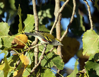 Chestnut-sided Warbler IMG_0298.jpg